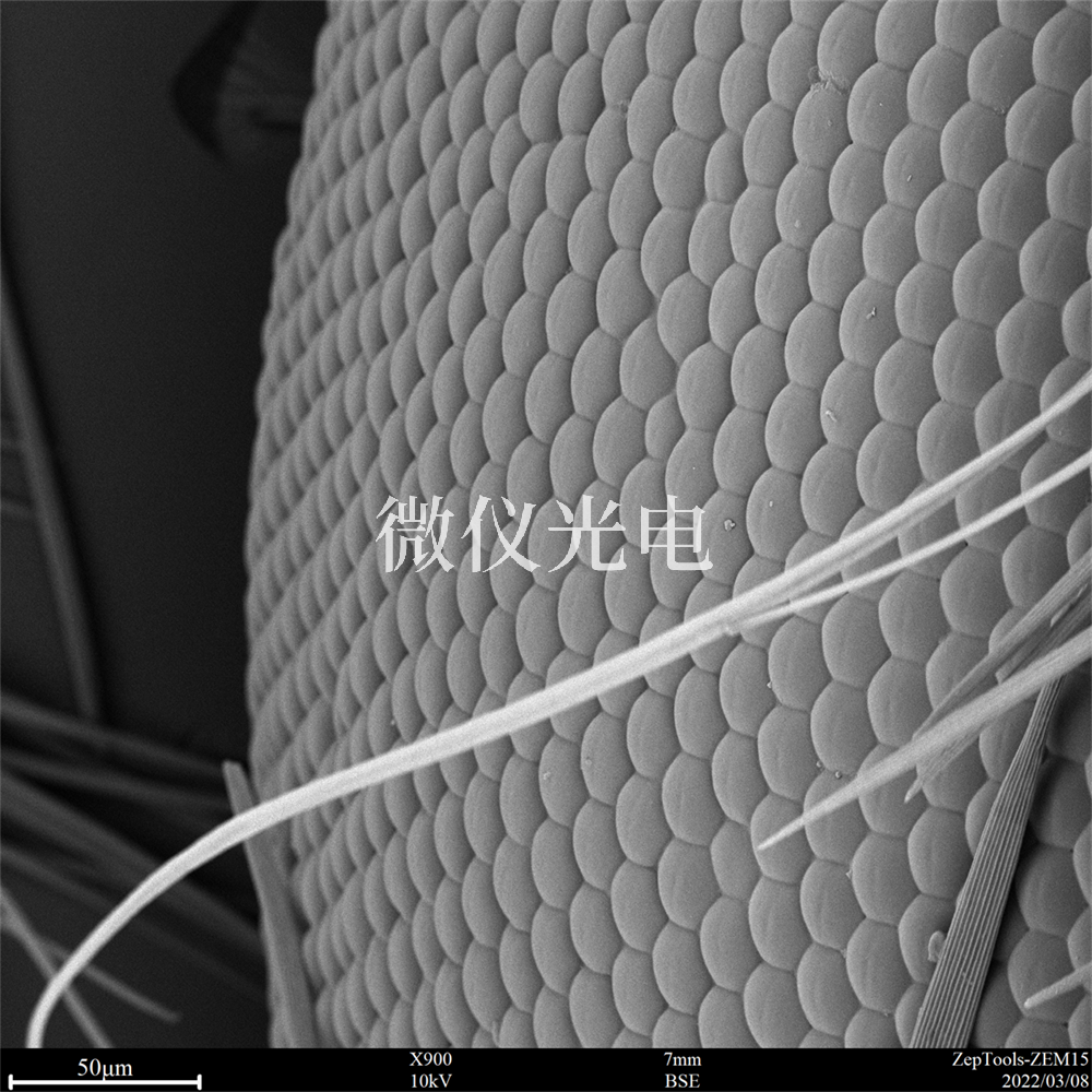掃描電鏡有沒有什么局限性？